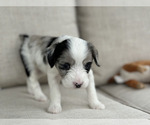 Small Photo #7 Aussiedoodle Puppy For Sale in VAIL, AZ, USA