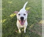 Small #1 Mutt