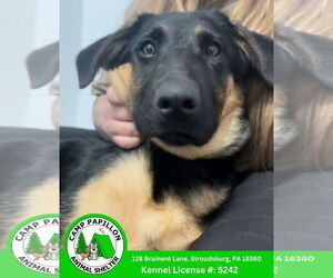 German Shepherd Dog Dogs for adoption in Stroudsburg, PA, USA