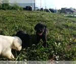 Small Photo #6 Labrador Retriever Puppy For Sale in ADRIAN, MO, USA