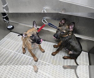 Sweet Pea 7564 - Female German Shepherd Dog-Unknown Mix Dog for Adoption - Photo #16
