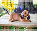 Puppy Charlie Dachshund