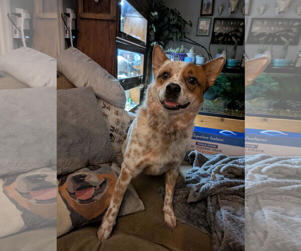 Medium Photo #4 Mutt Puppy For Sale in Garden City, NY, USA