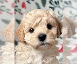 Puppy Puppy 3 Cavapoo (Miniature)