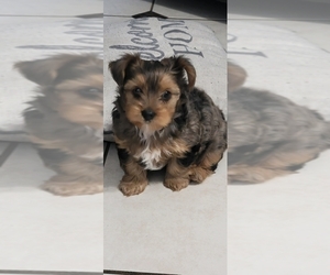 Yorkshire Terrier Puppy for Sale in SAN ANTONIO, Texas USA