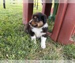 Small #4 Australian Shepherd