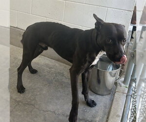 Labrador Retriever-Unknown Mix Dogs for adoption in Ocala, FL, USA
