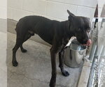A392553 - Male Labrador Retriever-Unknown Mix Dog for Adoption - Small photo