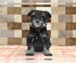 Small #1 Schnauzer (Miniature)
