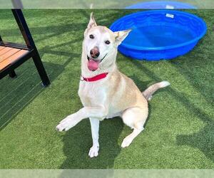 German Shepherd Dog-Siberian Husky Mix Dogs for adoption in Orange, CA, USA
