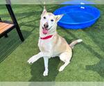 Small German Shepherd Dog-Siberian Husky Mix