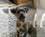 Small #15 Papshund