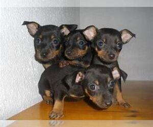 Miniature Pinscher Puppy for sale in ADRIAN, MI, USA