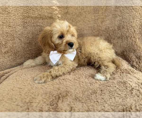Medium Photo #4 Cavapoo (Miniature) Puppy For Sale in LAKELAND, FL, USA
