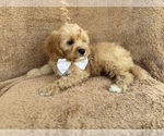 Small #3 Cavapoo (Miniature)