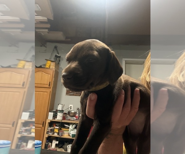 Medium Photo #3 German Shorthaired Pointer Puppy For Sale in LEWISTON, NY, USA