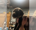 Small #2 German Shorthaired Pointer
