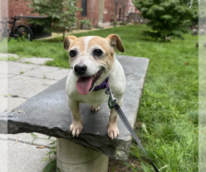 Jack Russell Terrier-Unknown Mix Dogs for adoption in Brooklyn, NY, USA