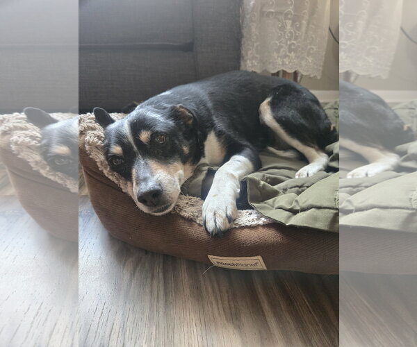 Medium Photo #7 Mutt Puppy For Sale in Aurora, CO, USA