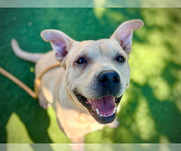 Medium Photo #2 American Pit Bull Terrier Puppy For Sale in Orlando, FL, USA