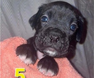 Medium Boxer