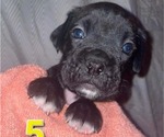Puppy 7 Boxer