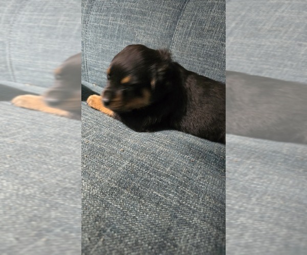Medium Photo #11 Rottweiler Puppy For Sale in BRADFORD, NY, USA