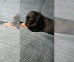 Small #10 Rottweiler