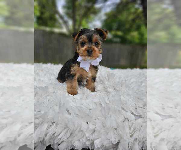 Medium Photo #1 Yorkshire Terrier Puppy For Sale in INDIANAPOLIS, IN, USA