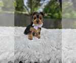 Small Yorkshire Terrier