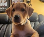 Small Photo #92 Labrador Retriever Puppy For Sale in BUFFALO, NY, USA