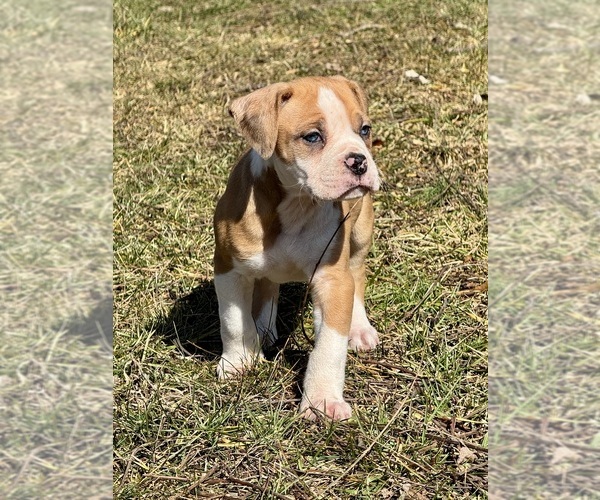 Medium Photo #1 Alapaha Blue Blood Bulldog Puppy For Sale in NEWVILLE, PA, USA