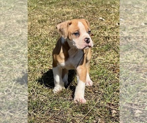 Alapaha Blue Blood Bulldog Puppy for sale in NEWVILLE, PA, USA
