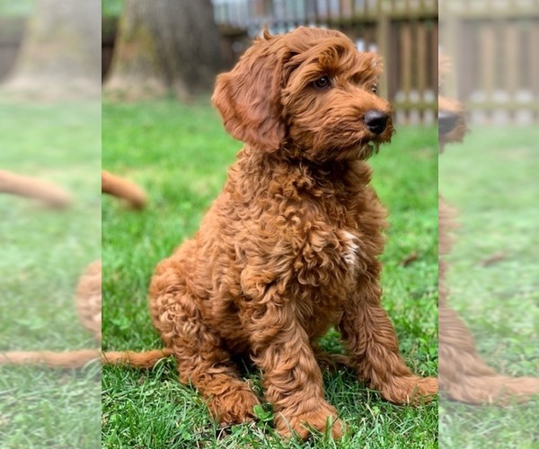 Medium Photo #14 Australian Labradoodle Puppy For Sale in MILL VALLEY, CA, USA