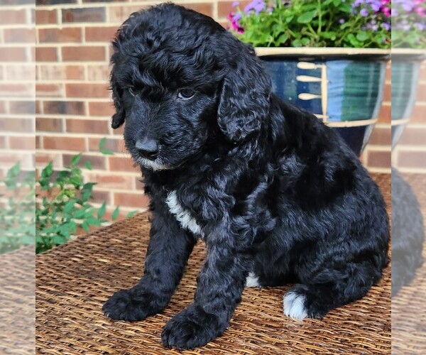 Medium Photo #2 Aussiedoodle Puppy For Sale in COLUMBIA, TN, USA