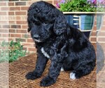 Small #1 Aussiedoodle