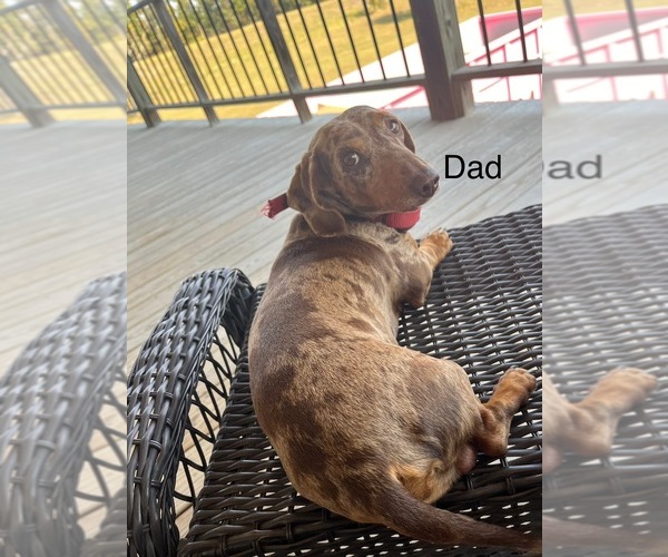 Medium Photo #1 Dachshund Puppy For Sale in LAWSON, MO, USA
