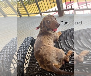 Father of the Dachshund puppies born on 05/15/2025