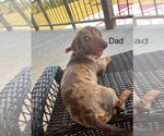 Small Photo #1 Dachshund Puppy For Sale in LAWSON, MO, USA