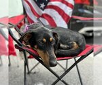 Small Photo #2 Doberman Pinscher-Unknown Mix Puppy For Sale in Potomac, MD, USA