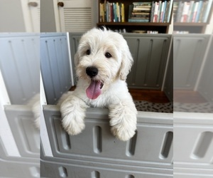 Goldendoodle Puppy for sale in PENSACOLA, FL, USA