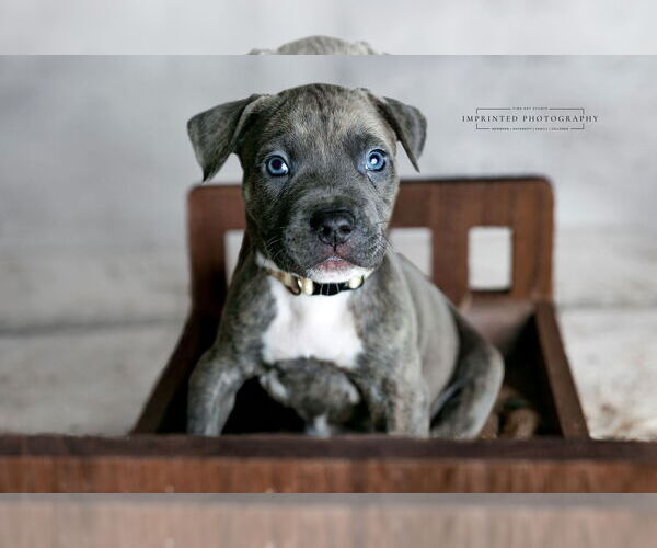Medium Photo #4 American Pit Bull Terrier Puppy For Sale in Rockville, MD, USA