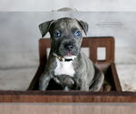 Small #3 American Pit Bull Terrier