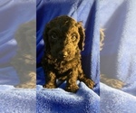 Small Photo #74 Goldendoodle Puppy For Sale in DYERSBURG, TN, USA