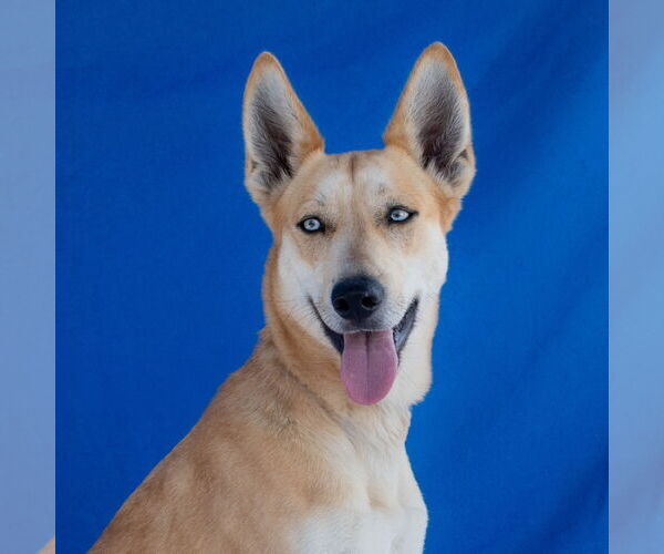 Medium Photo #1 German Shepherd Dog-Siberian Husky Mix Puppy For Sale in Pasadena, CA, USA