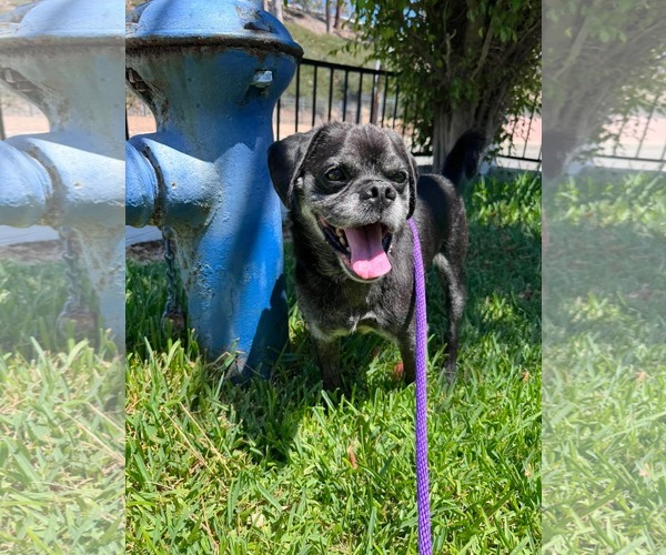 Medium Photo #11 Pug-Unknown Mix Puppy For Sale in San Diego, CA, USA