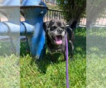Small #10 Pug Mix