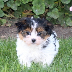 Morkie Puppy for sale in GAP, PA, USA