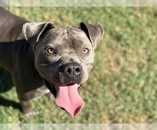 Medium Photo #1 Mutt Puppy For Sale in Tulsa, OK, USA