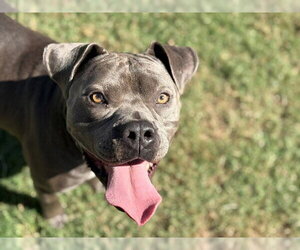 Mutt Dogs for adoption in Tulsa, OK, USA